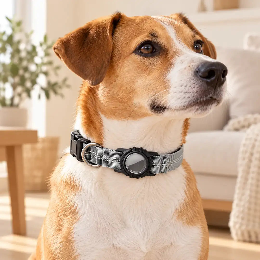 Collar Reflectante con Funda para AirTag en uso