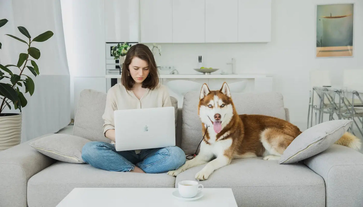 Persona trabajando en el sofá junto a su perro husky