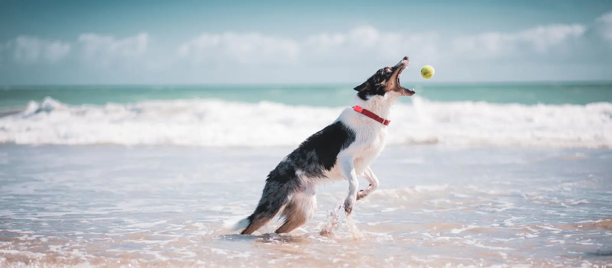 Perro border collie saltando a por una pelota de tenis en la playa