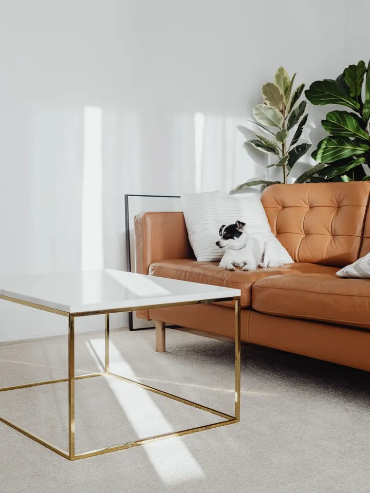 Salón limpio y luminoso con un perro descansando en el sofá