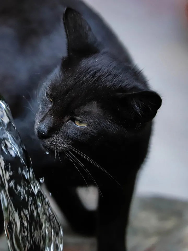 Gato negro bebiendo agua de una fuente