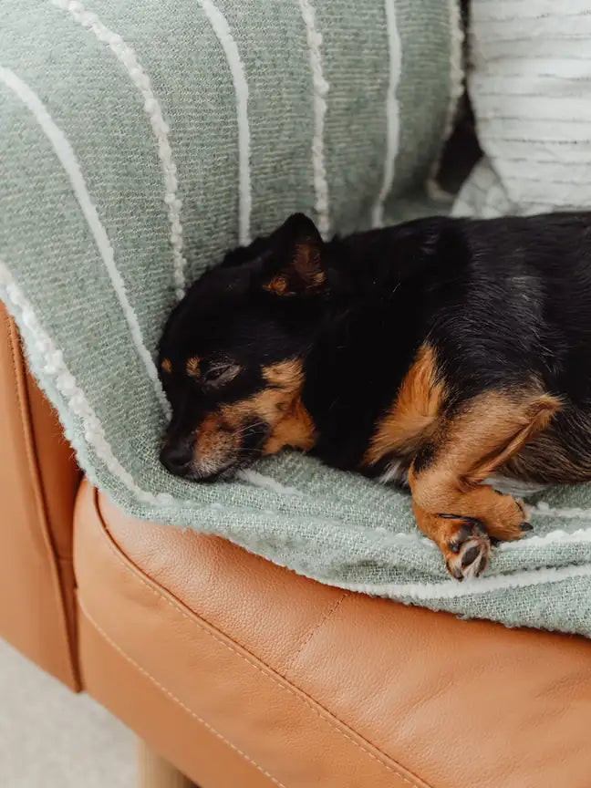 Perro pequeño durmiendo sobre una manta en el sofá