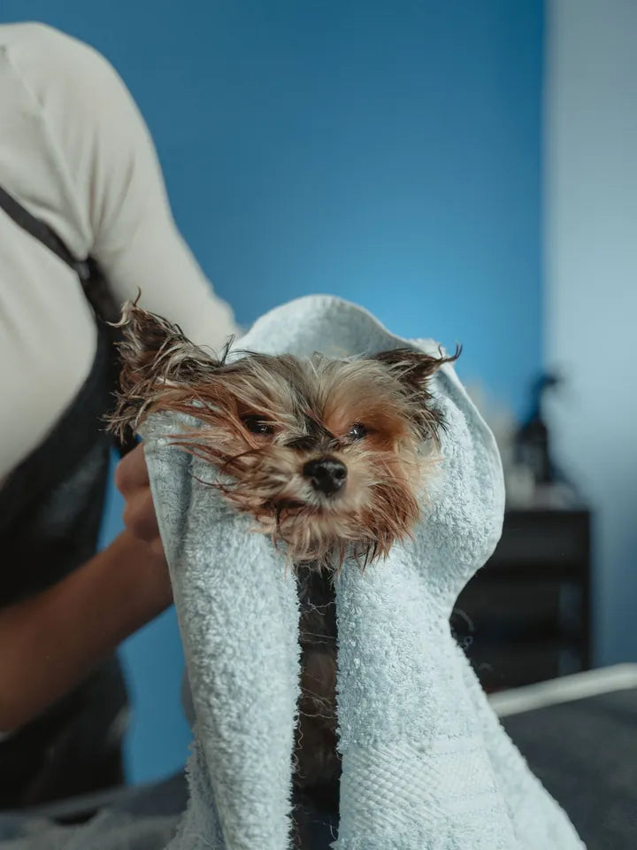 Perro pequeño envuelto en una toalla después del baño