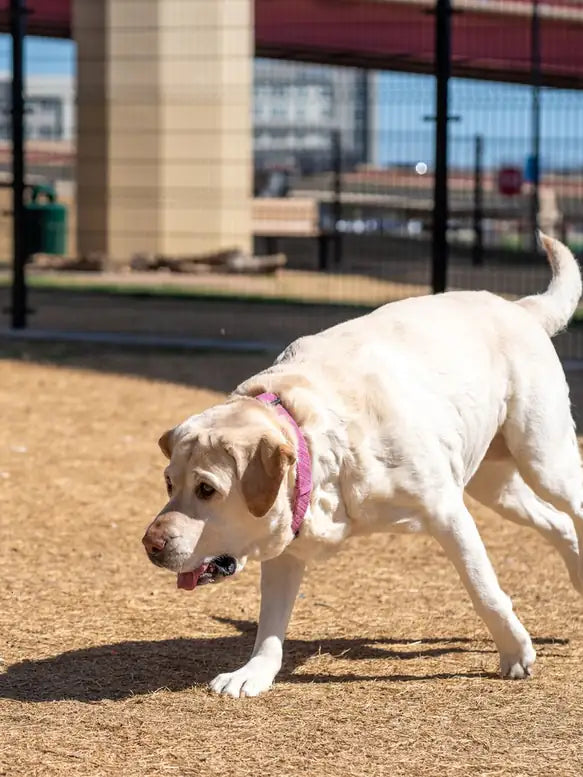 Labrador jugando con una pelota de tenis