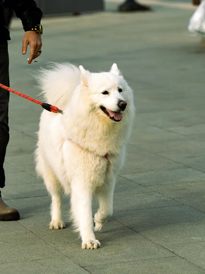 Samoyedo paseando con correa por la ciudad