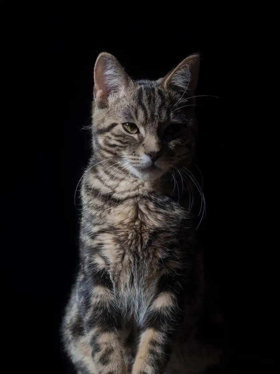 Gato atigrado sentado sobre fondo negro
