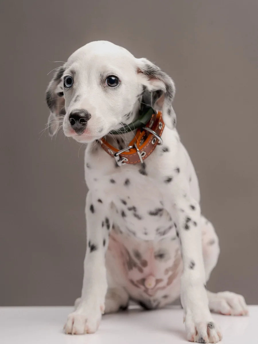 Cachorro dálmata sentado de frente